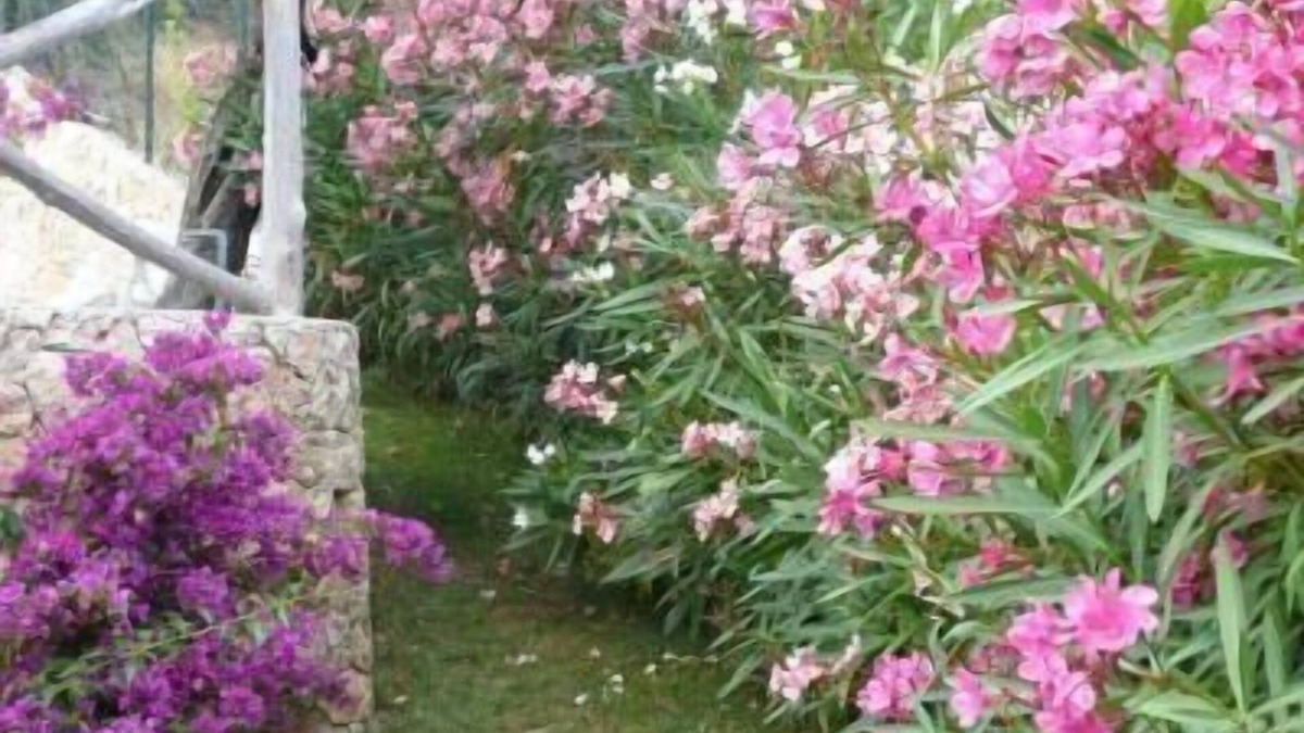 Finale Ligure Apartment | Holiday apartment Finale Ligure for 1 - 4 persons with 1 bedroom - Holiday apartment in one or multi