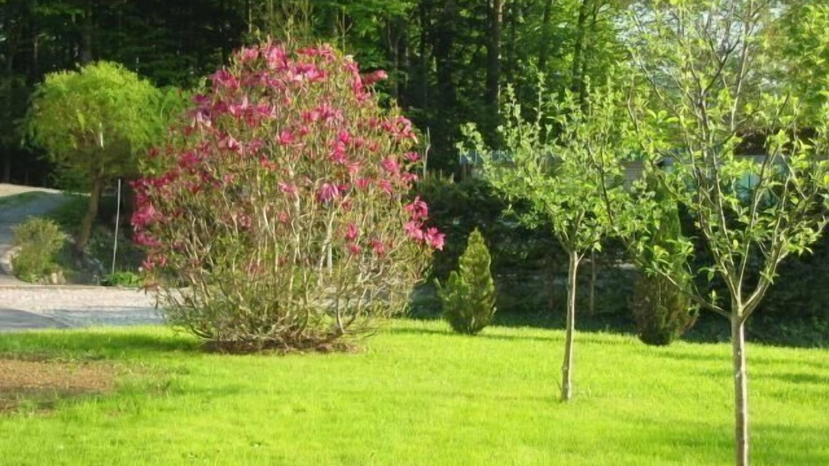 Neuschoenau Apartment | Holiday apartment Neuschönau for 1 - 5 persons with 2 bedrooms - Holiday apartment in one or multi-f