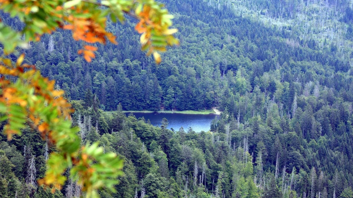 Kirchdorf im Wald Apartment | Holiday house Corinna with inviting, light-flooded 4 star holiday apartments