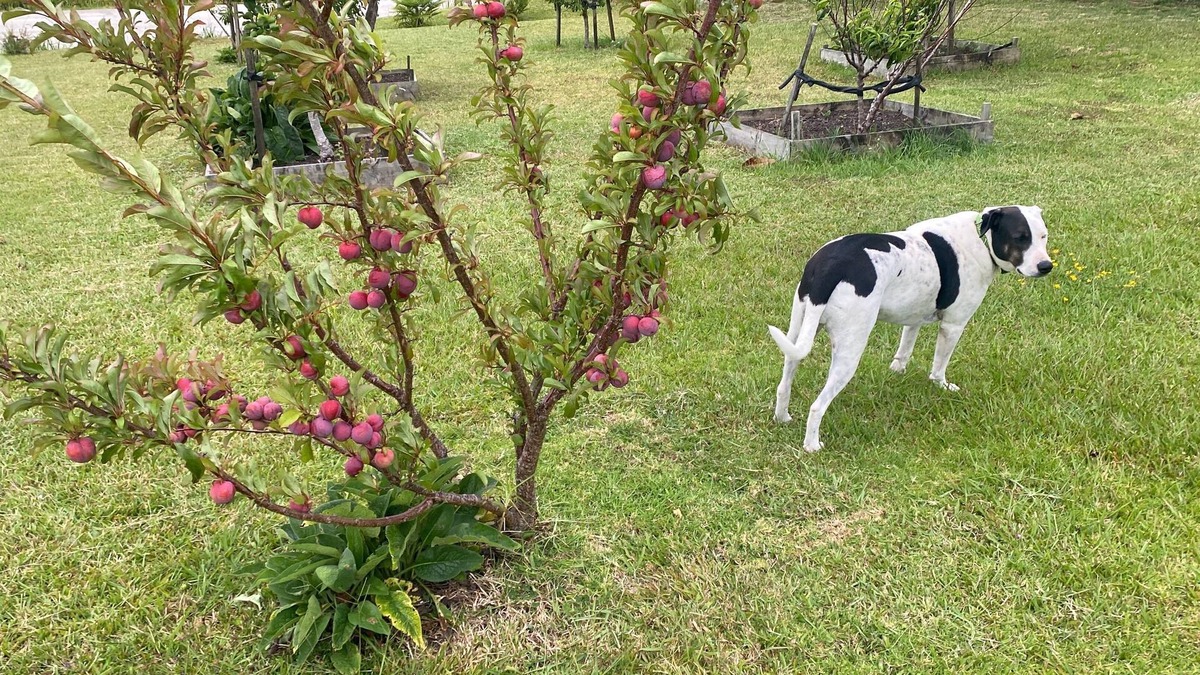 Mangonui Cottage | Home from home nTwo bedrooms self contained shower and kitchenette double story