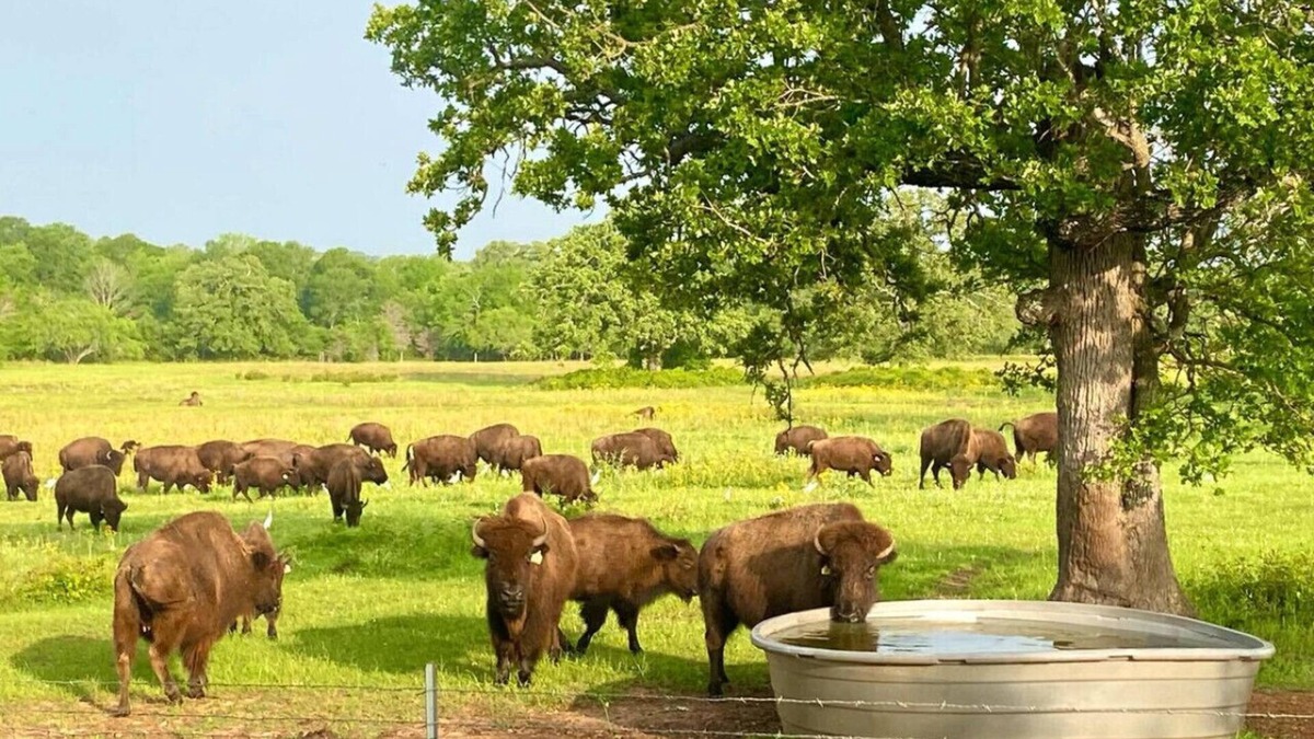 Bryan Cabin | Home on the Range ~ An escape to wildlife in Aggieland!