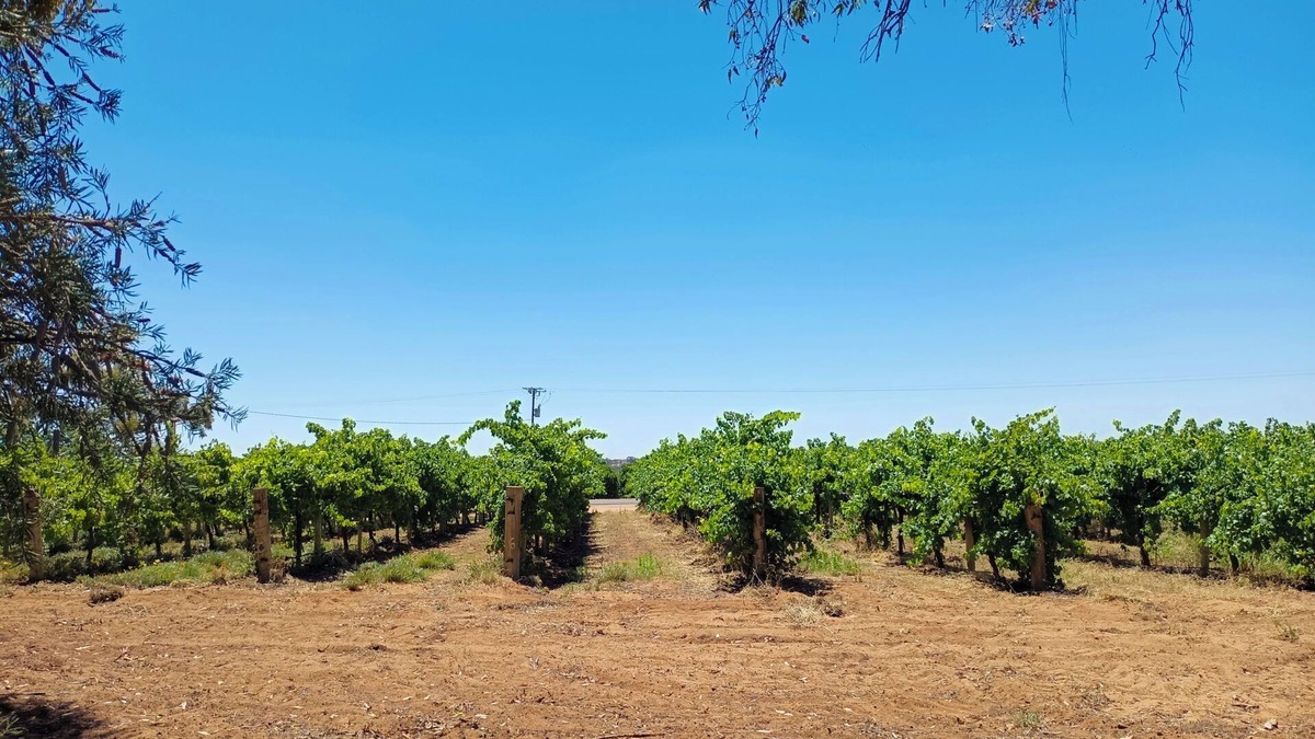 Holder House | House By The Vines