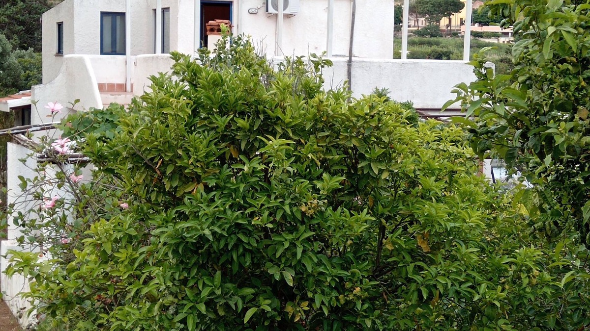 Leni House | House in the hills with vineyard in Salina