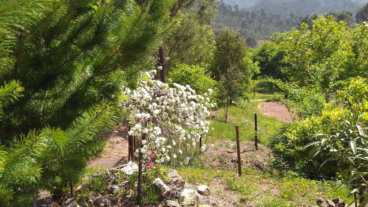 Figueiro dos Vinhos House | House Milhariça, Figueiro dos Vinhos