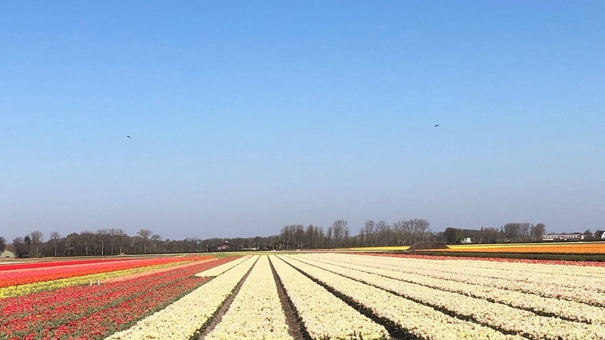 Municipality of Lisse House | House near Keukenhof and beach with private parking and 3 bedrooms
