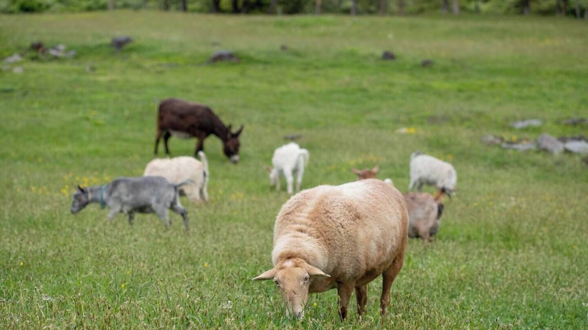Hyde Park Apartment | Hudson Valley Farm Getaway- West/Llama Lover Lane
