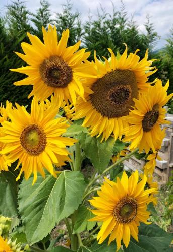 Malgolo Bed & Breakfast | I girasoli