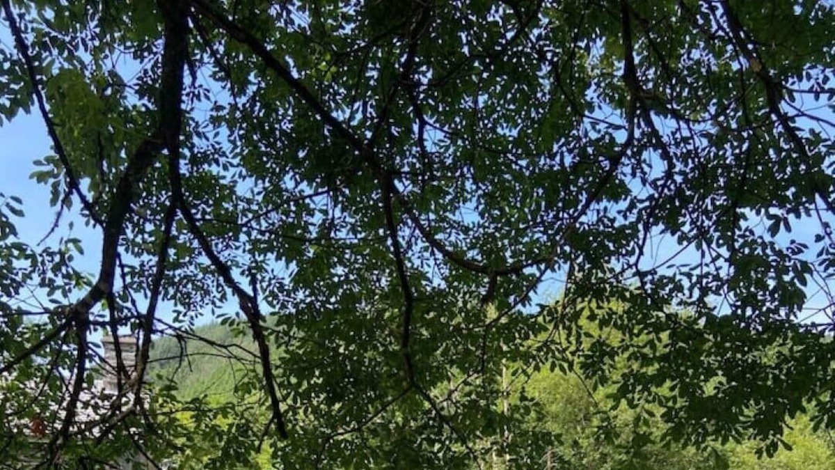 Corris Cottage | Idyllic riverside cottage with garden in Corris