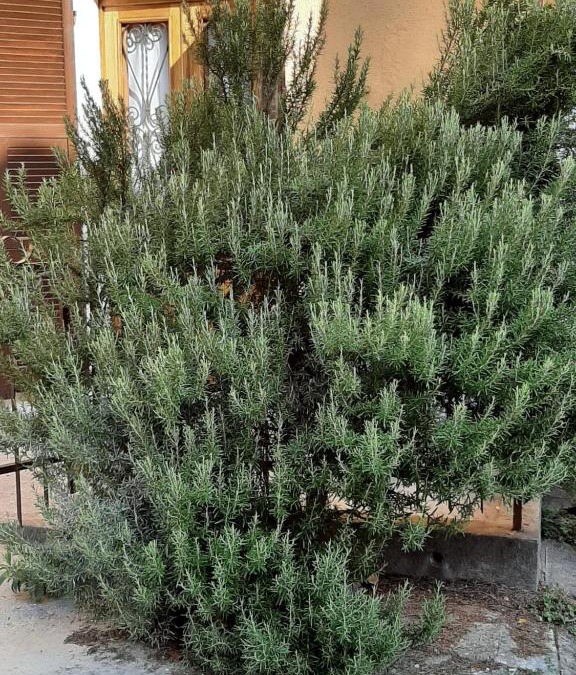 Fresonara House | IL ROSMARINO