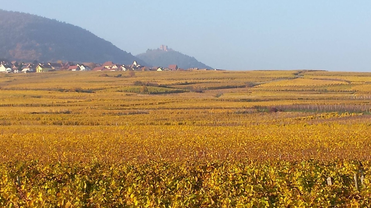 Herrlisheim-pres-Colmar House | In the heart of cultural and gourmet Alsace, HERRLISHEIM near COLMAR