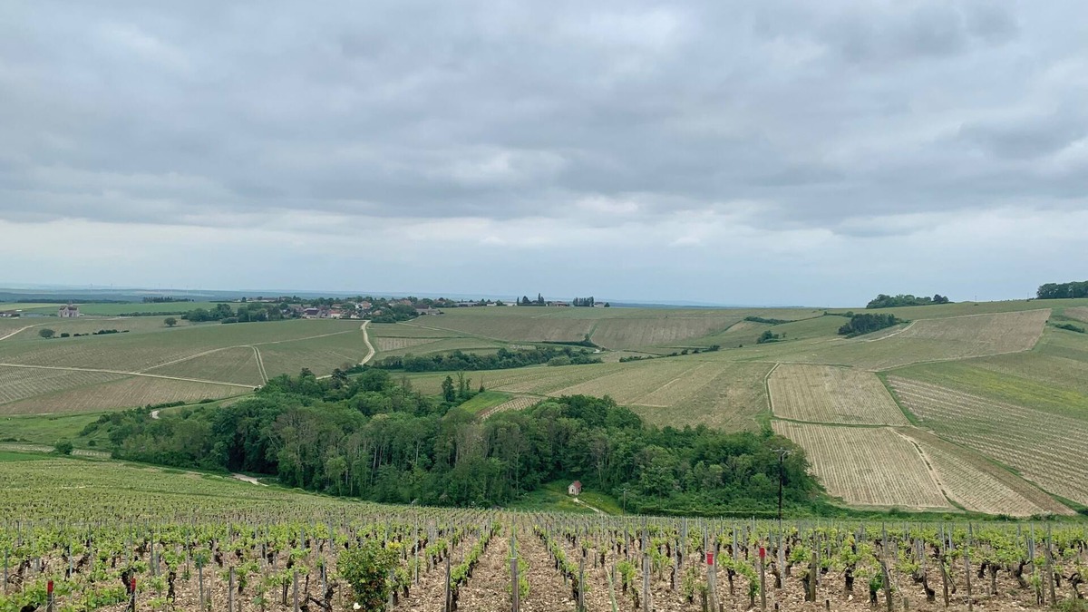 Courgis House | In the heart of the Chablis vineyards