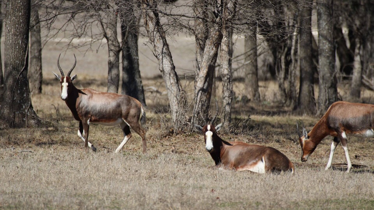 Meridian Other | Inclusive Texas Ranch Surrounded by Exotic Wildlife