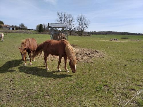 Rehaincourt Apartment | Insolite! Plusieurs Gîtes dans Ferme Equestre
