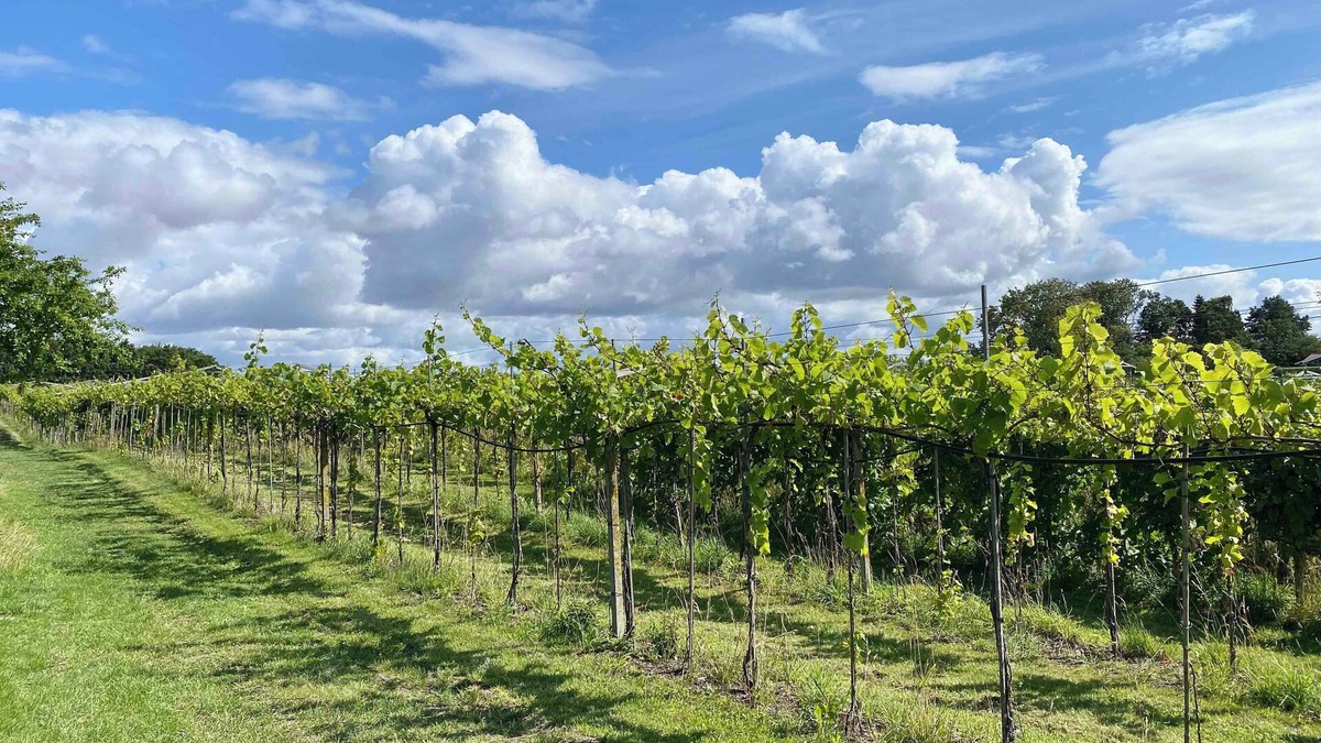 Karrebksminde Apartment | Italien vinyard feeling close to Karrebæksminde