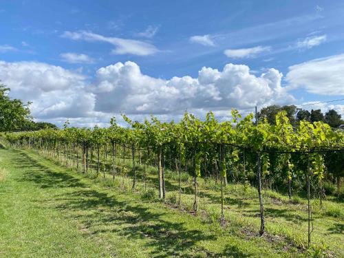 Karrebksminde Apartment | Italien Vinyard Feeling Close To Karrebæksminde