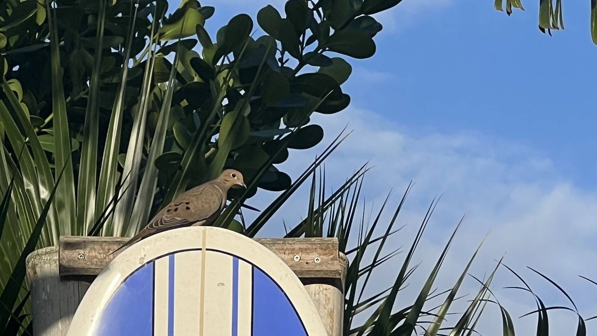 Riverwalk House | JUBA’S NEST NEAR BEACH COASTAL HOME