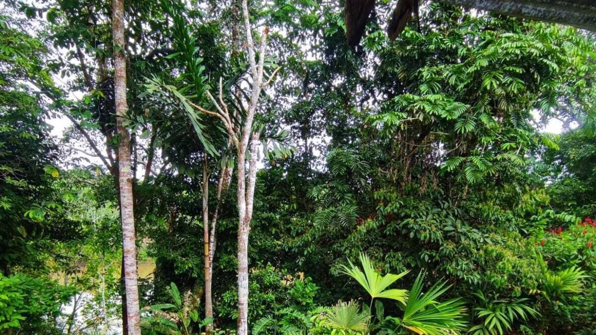 Misahualli Cabin | Kallari Lookout
