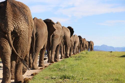 Buffalo Hills Game Reserve Cabin | Knysna Elephant Park Lodge