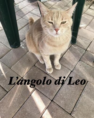 Borgofranco d'Ivrea Apartment | L'Angolo di Leo