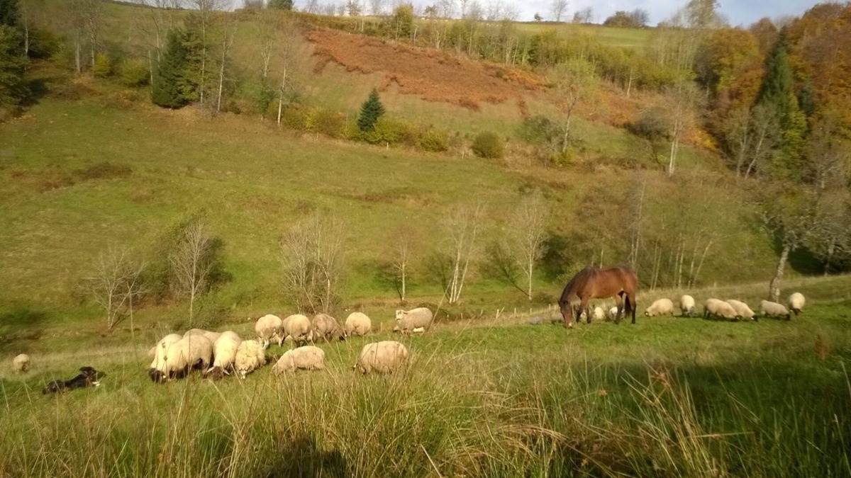 Girmont-Val-d'Ajol House | L' Harmonie :les Animaux, la Nature et la Montagne. Loin du Stress du Quotidien