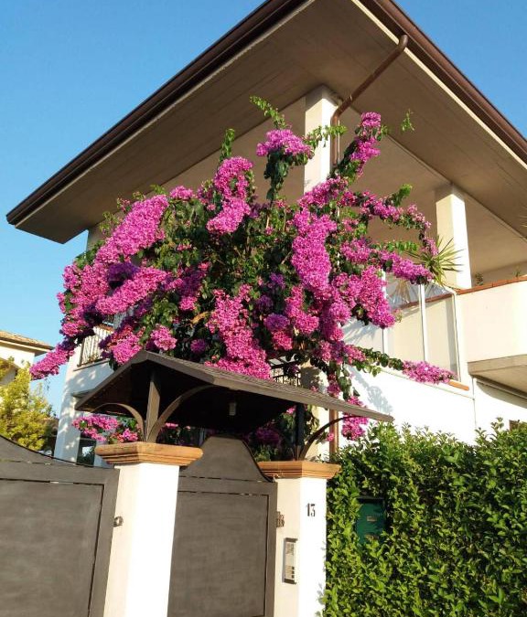 Manoppello Bed & Breakfast | La Bouganville di Sante e Rosa