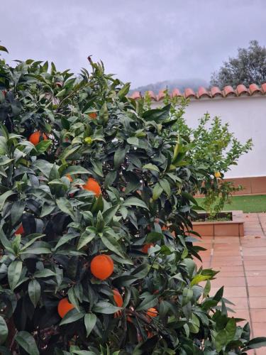 Zafra Old Town Apartment | La casa del patio ATBA00260