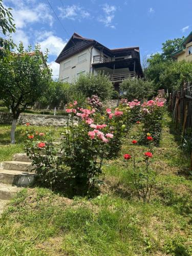 Merei House | La Colonelu