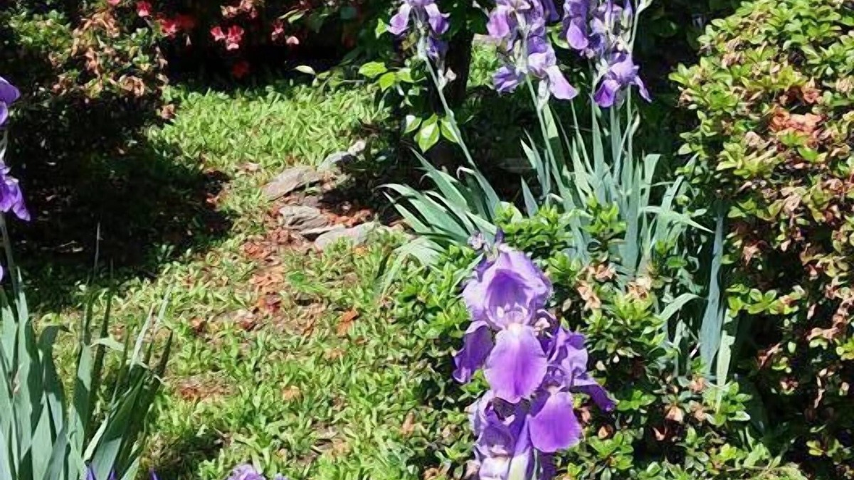 Miasino Bed & Breakfast | La Fattoria del Pino