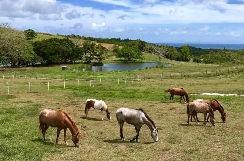 Riviere-Salee House | La Ferme des Etangs