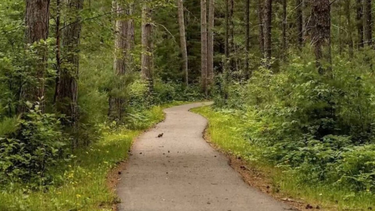 Babbitt Cabin | Lakeshore Cabin/Home sleeps 8, North MN Heaven