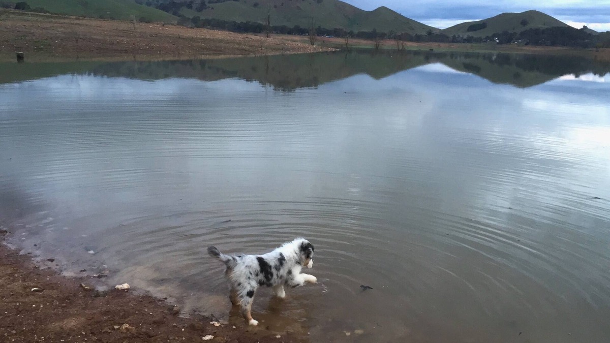 Bonnie Doon House | Lakeview Cottage - Easy Boat Access, Dog Friendly