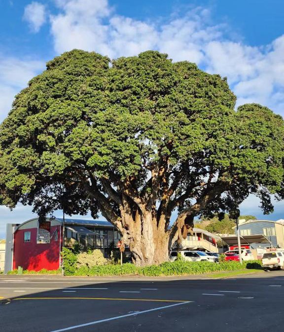 New Plymouth Hotel | Landmark Manor