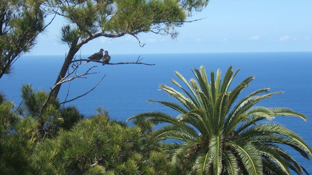 Santa Ursula Apartment | large apartment in a prime location above the sea, with pool, garden, barbecue area