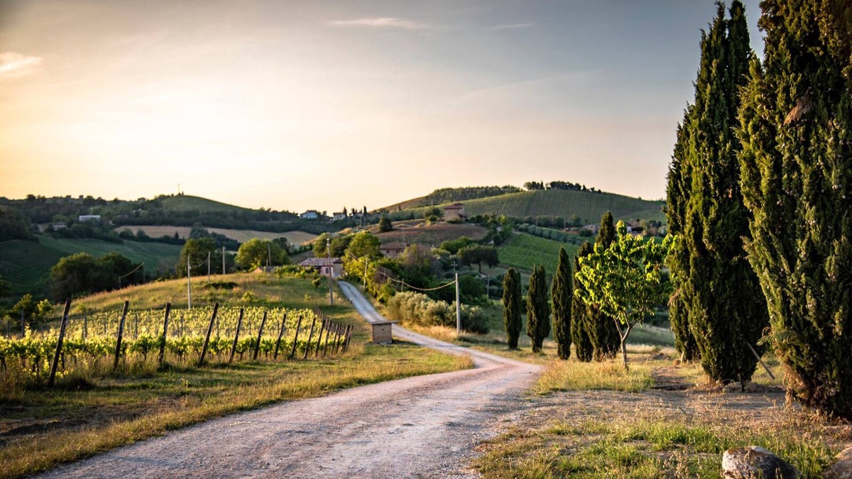 Montalto delle Marche Other | LAST MINUTE! 180° view on vineyards and Sibillini National Park