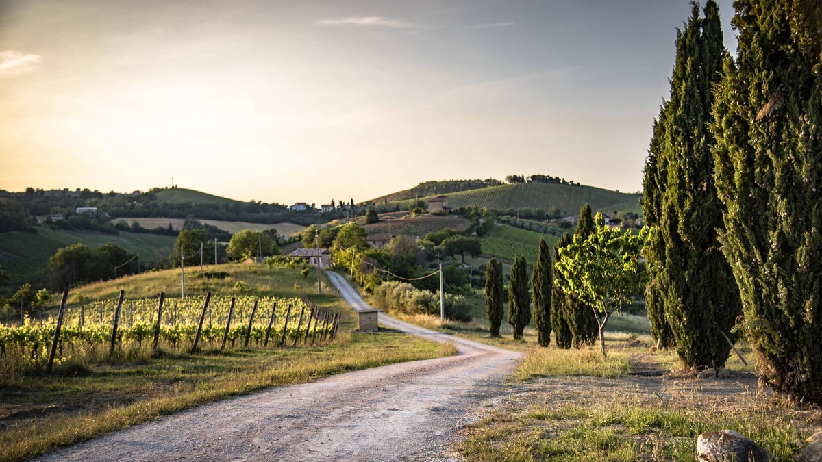 Montalto delle Marche Other | LAST MINUTE! 180° view on vineyards and Sibillini National Park