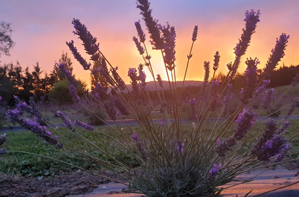 Mosgiel House | Lavender Row Farm