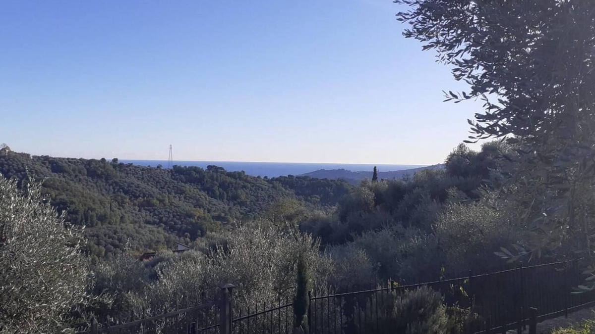 Imperia House | Le Casasse OLIVO - spacious country house amidst olive trees with sea view