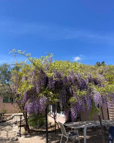Sainte-Croix-de-Quintillargues Bed & Breakfast | Le clos des olivettes