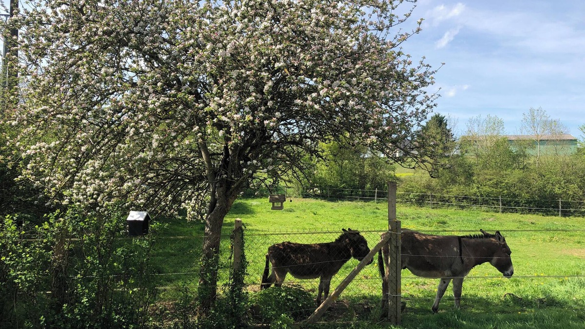 Menetou-Ratel Other | Le Gîte des Ânes du Sancerrois