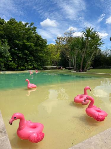 Aimargues Bed & Breakfast | Le Patio, chambres d hôtes pour adultes en Camargue, possibilité de naturisme à la piscine,