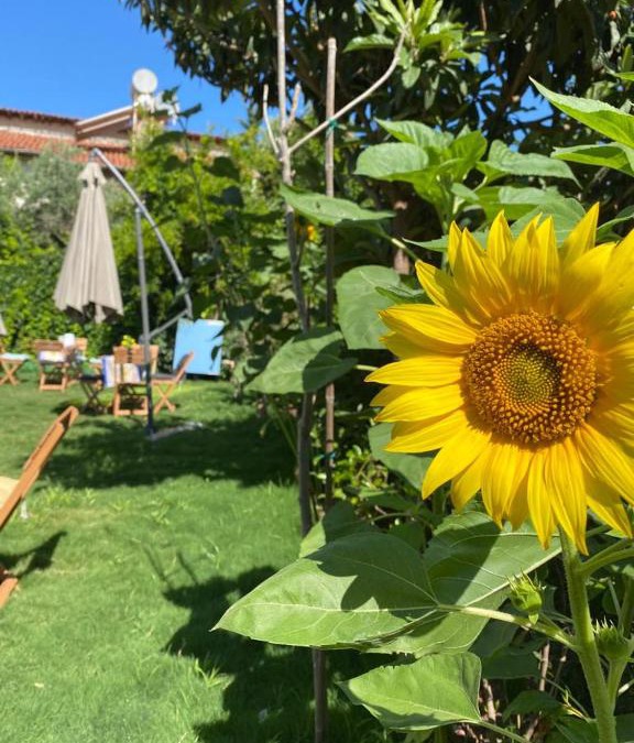Kusadasi Hotel | Lemon-Ada Butik Otel
