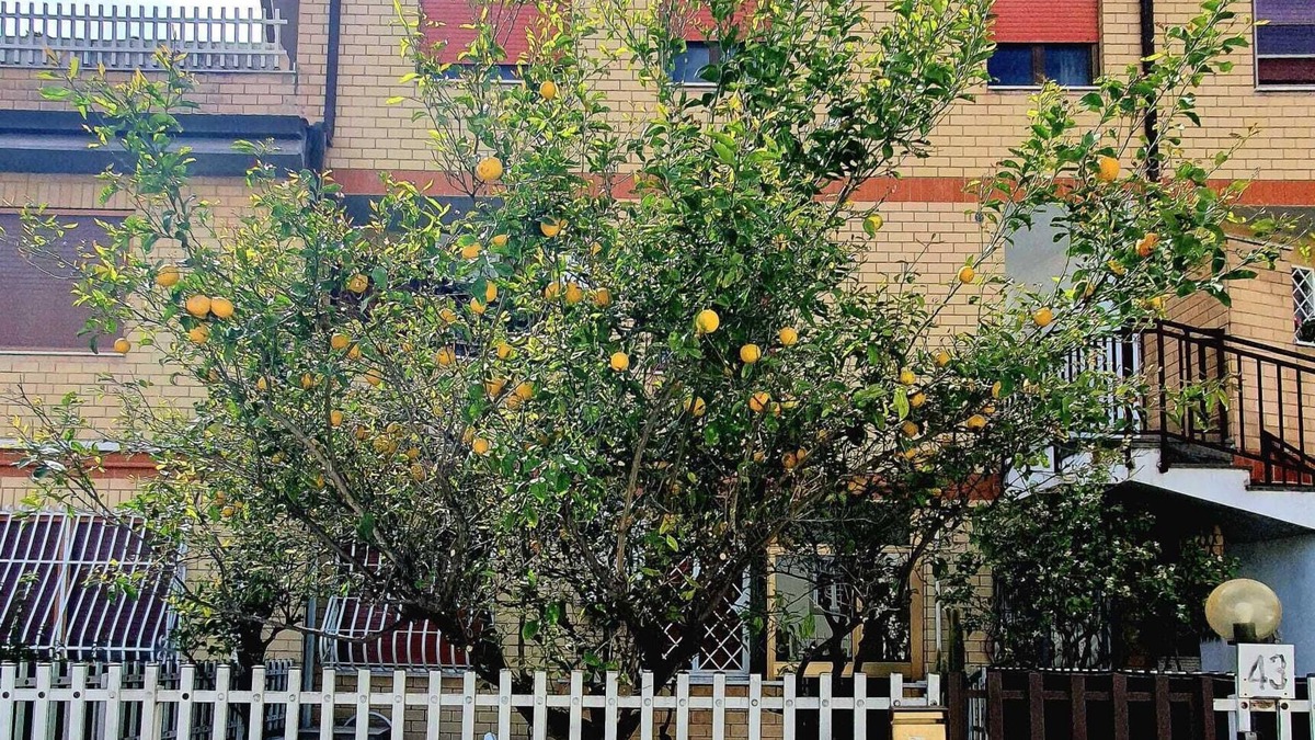 Ostia Antica Apartment | Lemon Tree House