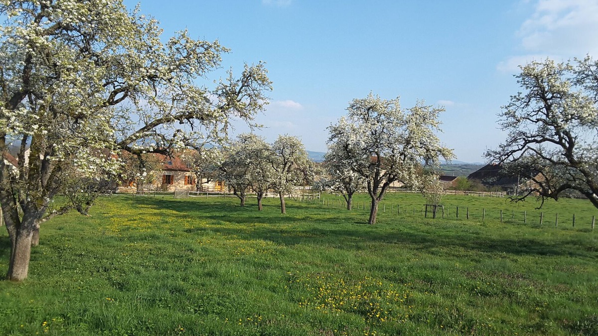 Viry House | "Les Vieux Poiriers" (near Taize, Cluny .) in Bonnay 71460 (Cluniac site)