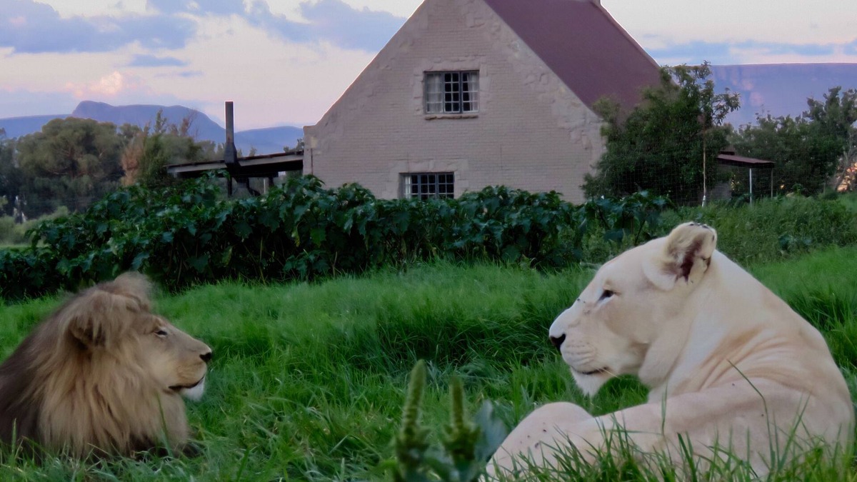 Maluti a Phofung House | Lion House @ggconservation for lion and nature lovers