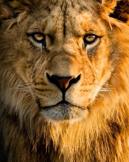 Chorlton-by-Backford House | Lions Den - Zoo Accommodation Chester