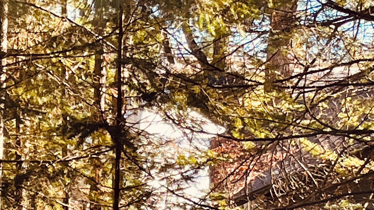 Cheboygan Cabin | Little Duck Cottage is close to so many northern Michigan activities. Lakeview