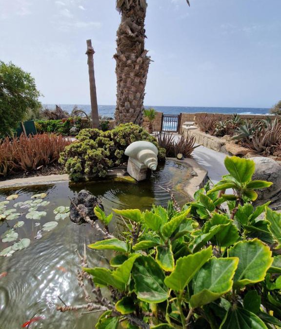 Arenas del Mar Apartment | Little Paradise in El Médano 2