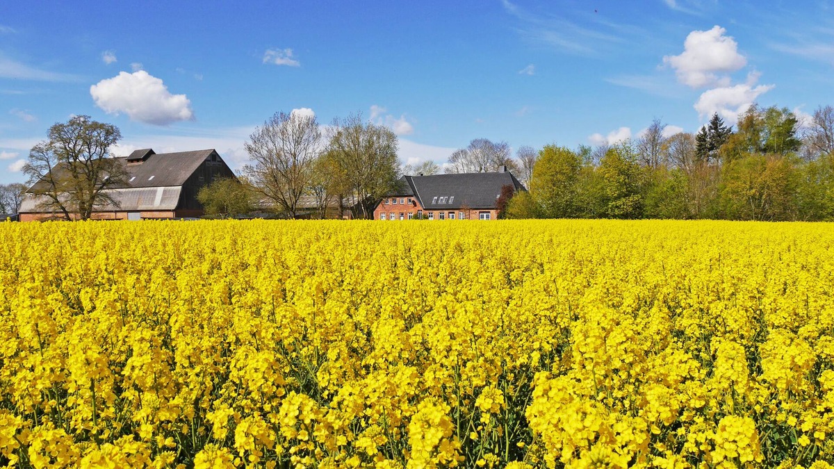 Neudorf-Bornstein Apartment | Living on an old estate 2.5 km from the Baltic Sea