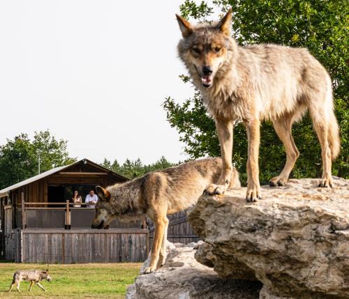 Sury-aux-Bois Cabin | Lodges insolites chez RDV en Terre Animale
