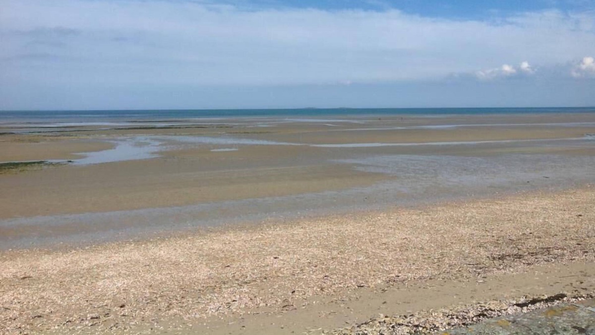 Saint-Marcouf Apartment | Loft, sea view, 40m from the beach, comfortable, on the landing beaches